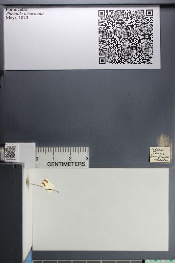 Media type: image; Entomology 676490